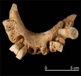 The petite jaw suggests the oldest-found European was probably female.